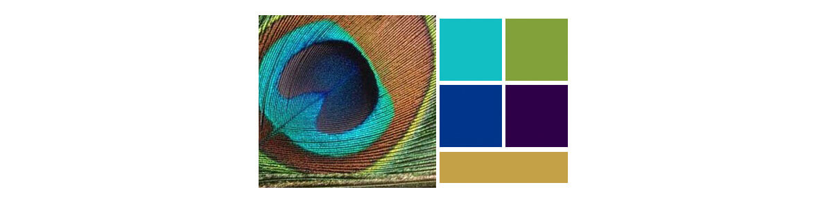 Logo Design Pallet We sampled a few different color pallets, but found a beautiful photo of a Peacock feather. This would make the perfect pallet.