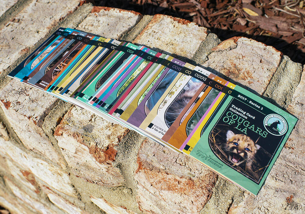 Trading Cards printed fro National Wildlife Federation I worked with the National Wildlife Federation on a set of 48 trading cards. These sold as a fundraiser, and the proceeds went to nature overpass construction for cougars living near Hollywood.