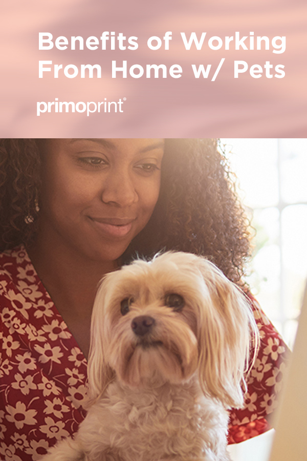 Seven Benefits of Working at Home with Pets We all know that working from home offers plenty of benefits, but are you aware that there are just as many benefits working from home as having Pets?